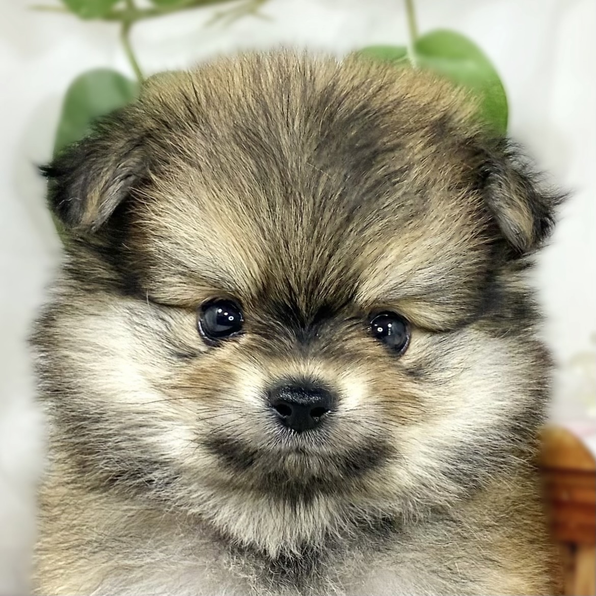 ハーフ犬男の子の写真
