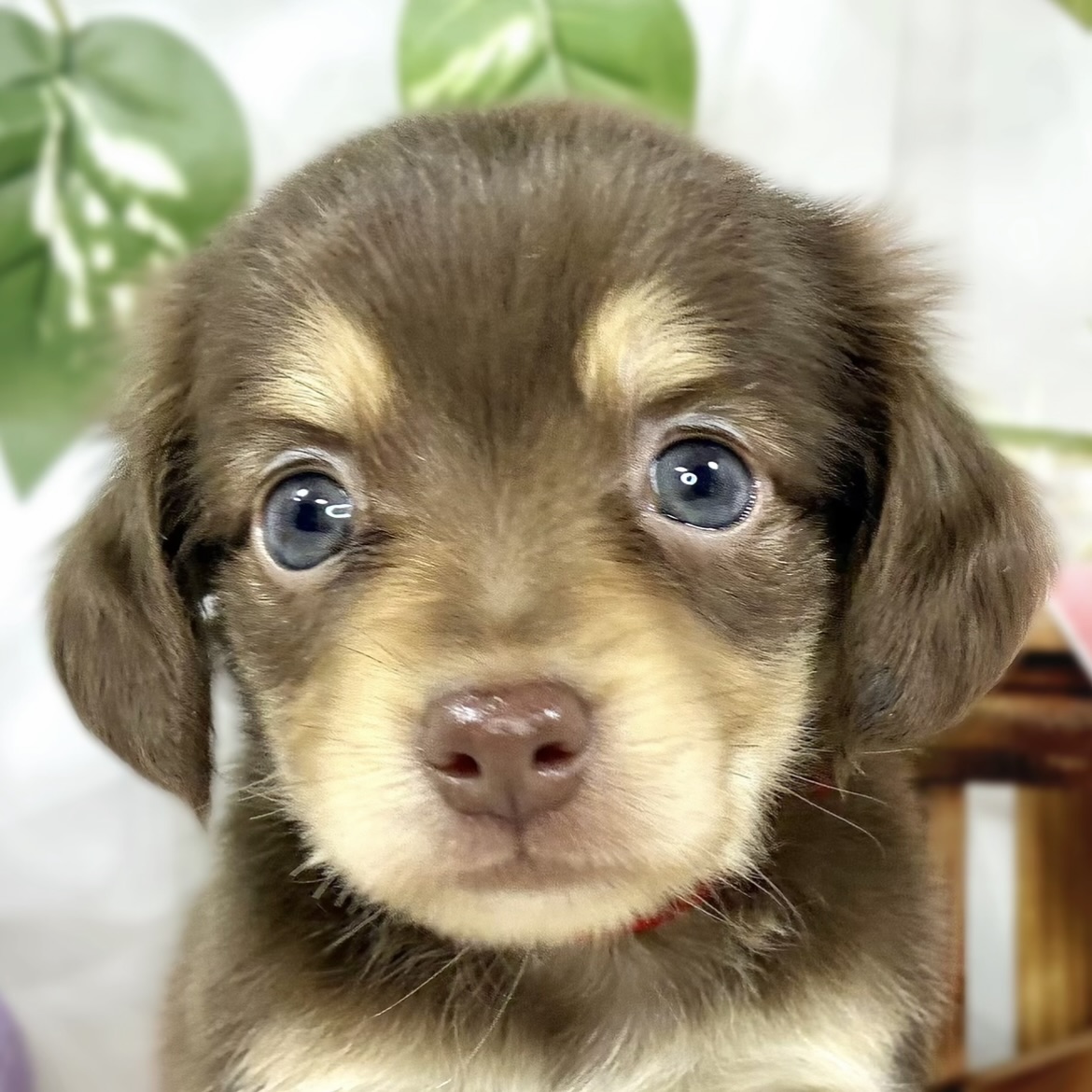 ハーフ犬男の子の写真