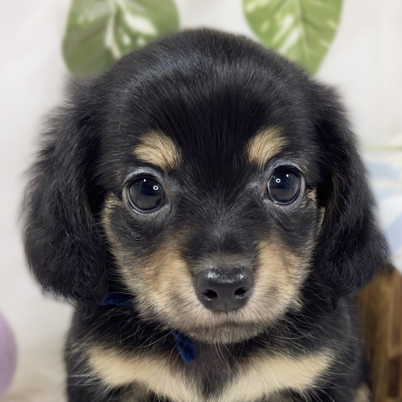 ハーフ犬男の子の写真