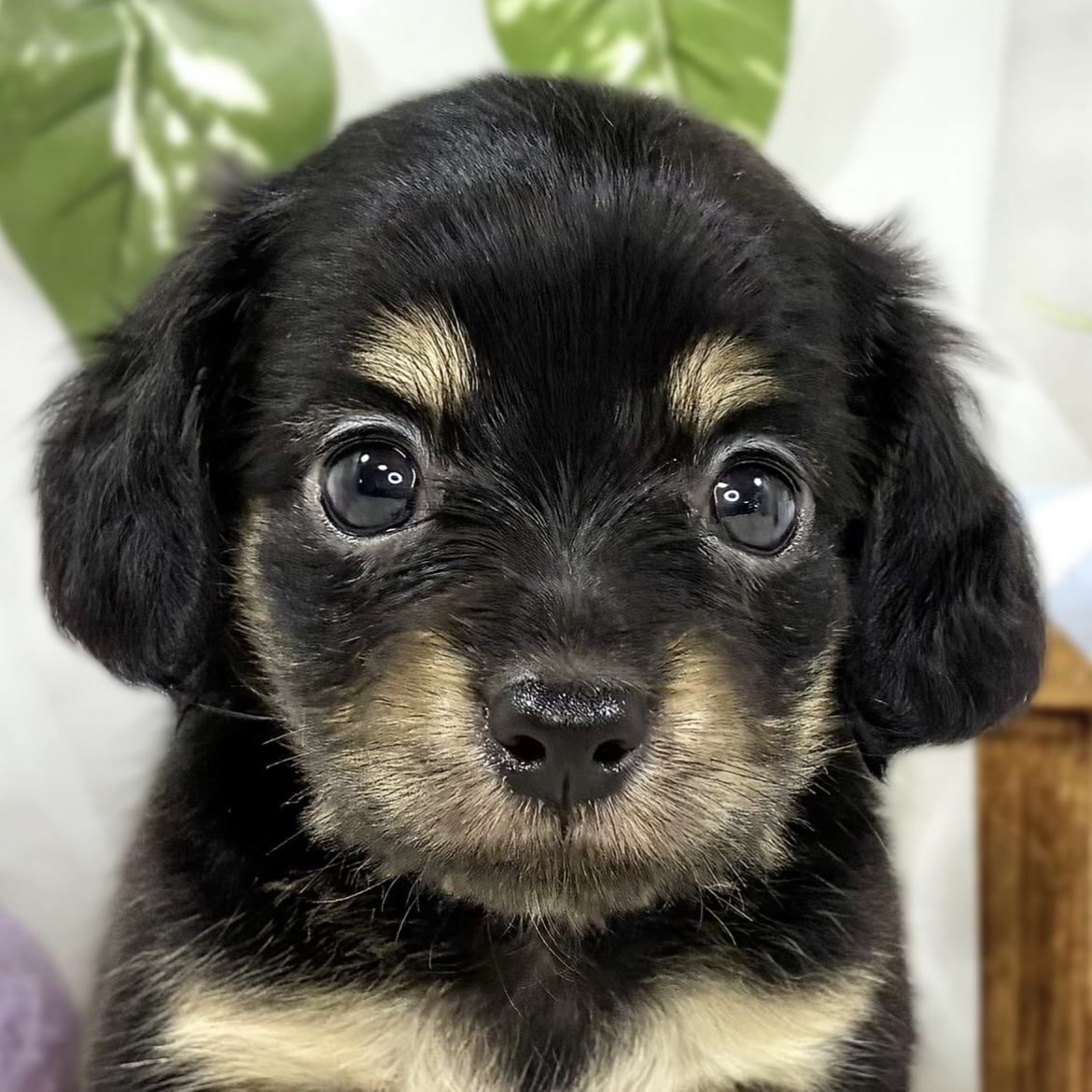 ハーフ犬男の子の写真