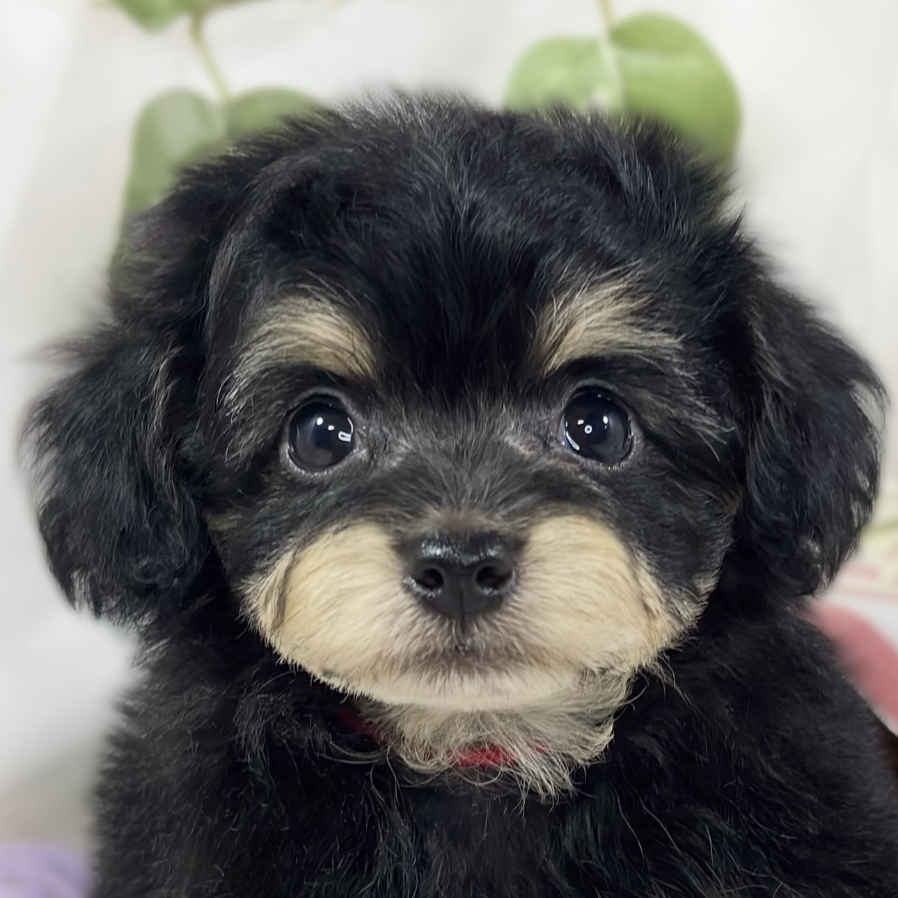 ハーフ犬男の子の写真