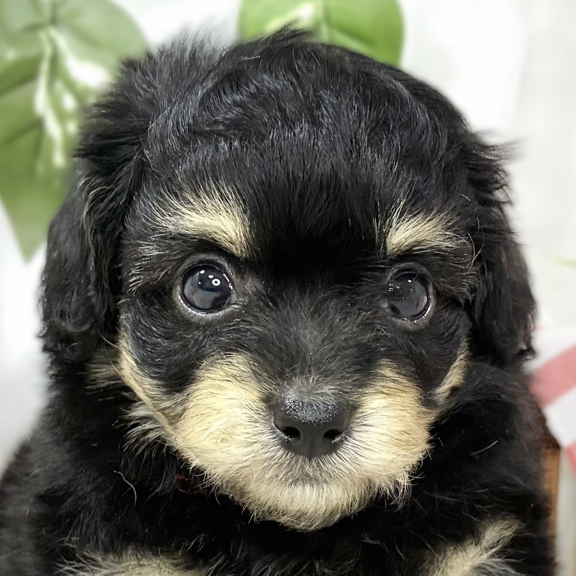 ハーフ犬男の子の写真