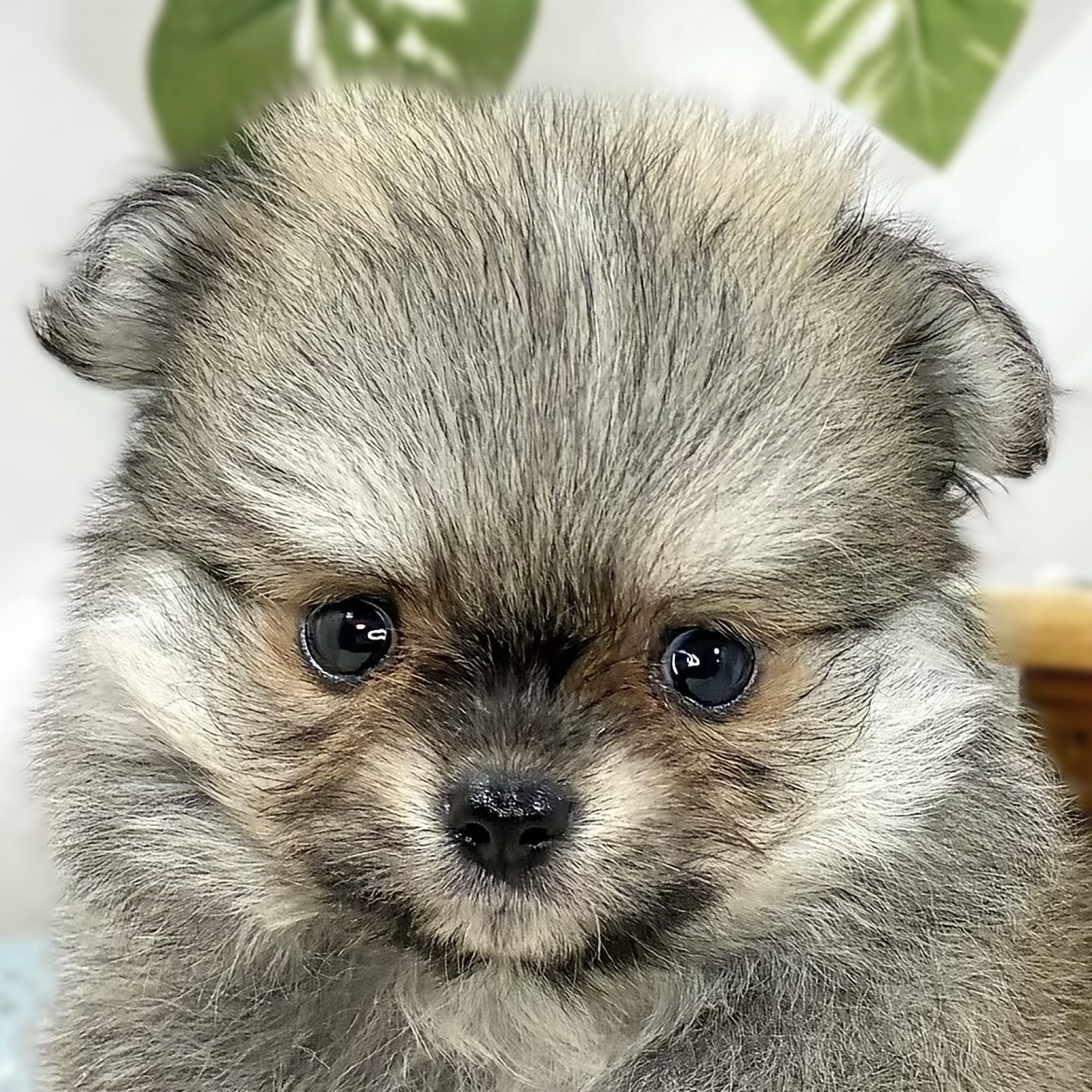 ハーフ犬男の子の写真