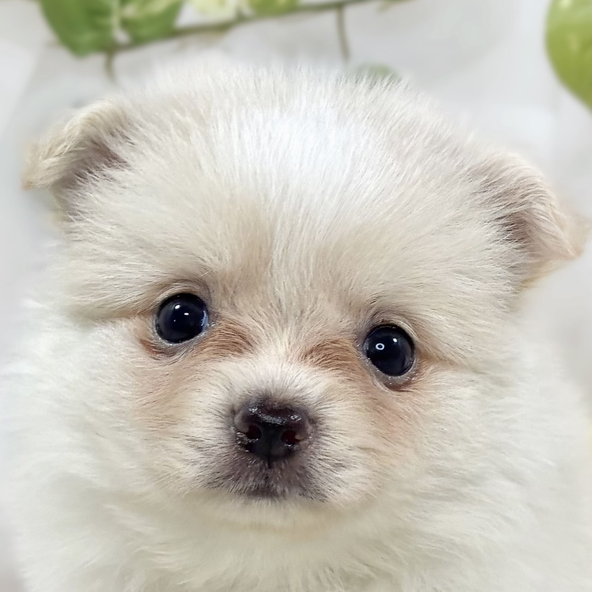 ハーフ犬女の子の写真