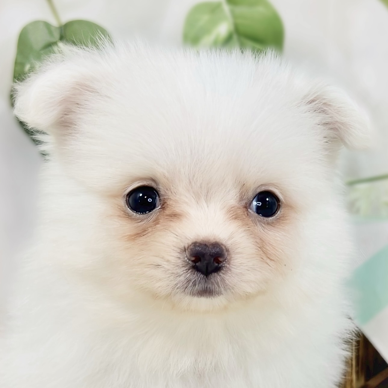 ハーフ犬男の子の写真
