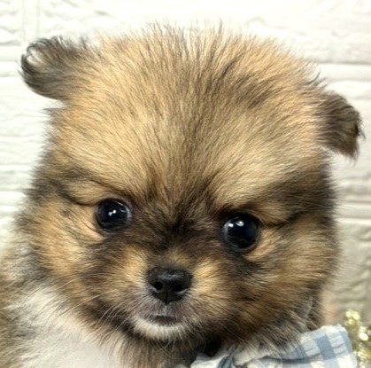 ハーフ犬女の子の写真