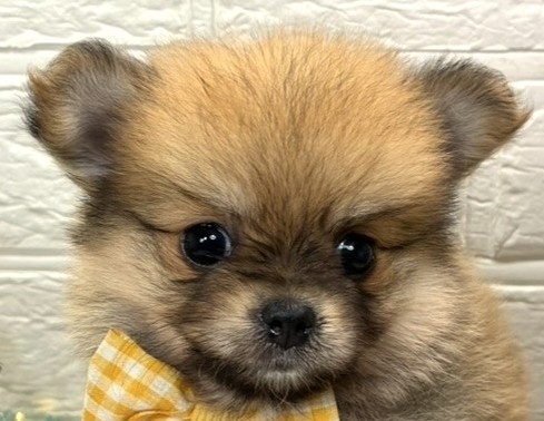 ハーフ犬女の子の写真