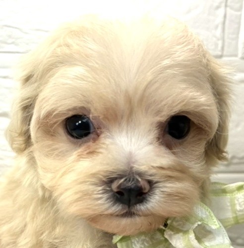 ハーフ犬女の子の写真