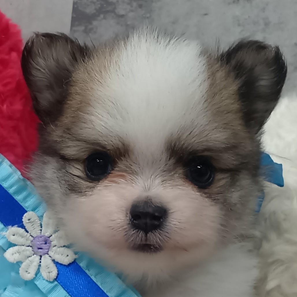 ハーフ犬女の子の写真