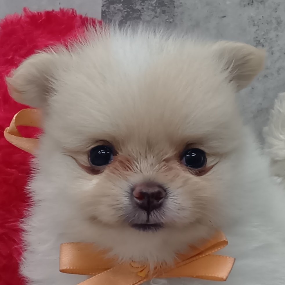ハーフ犬女の子の写真