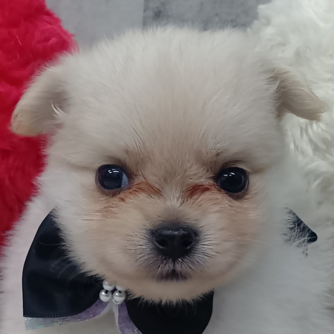 ハーフ犬女の子の写真