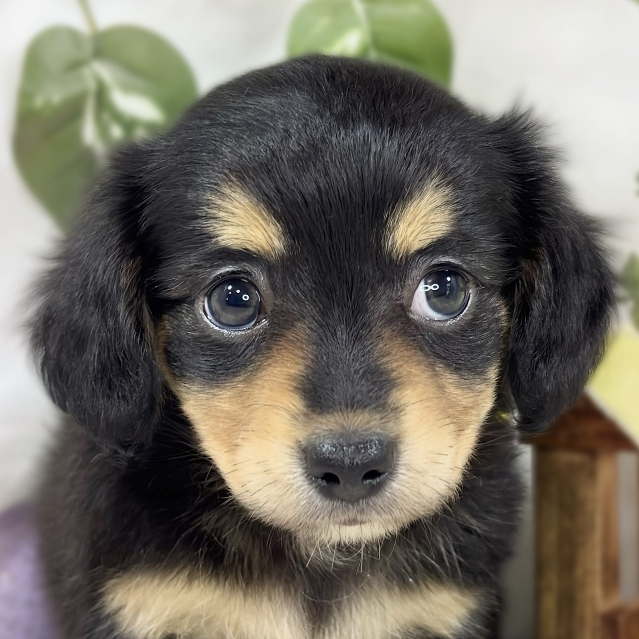 ハーフ犬女の子の写真