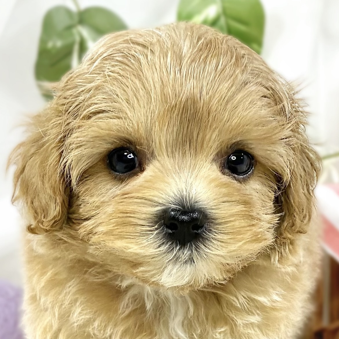 ハーフ犬男の子の写真