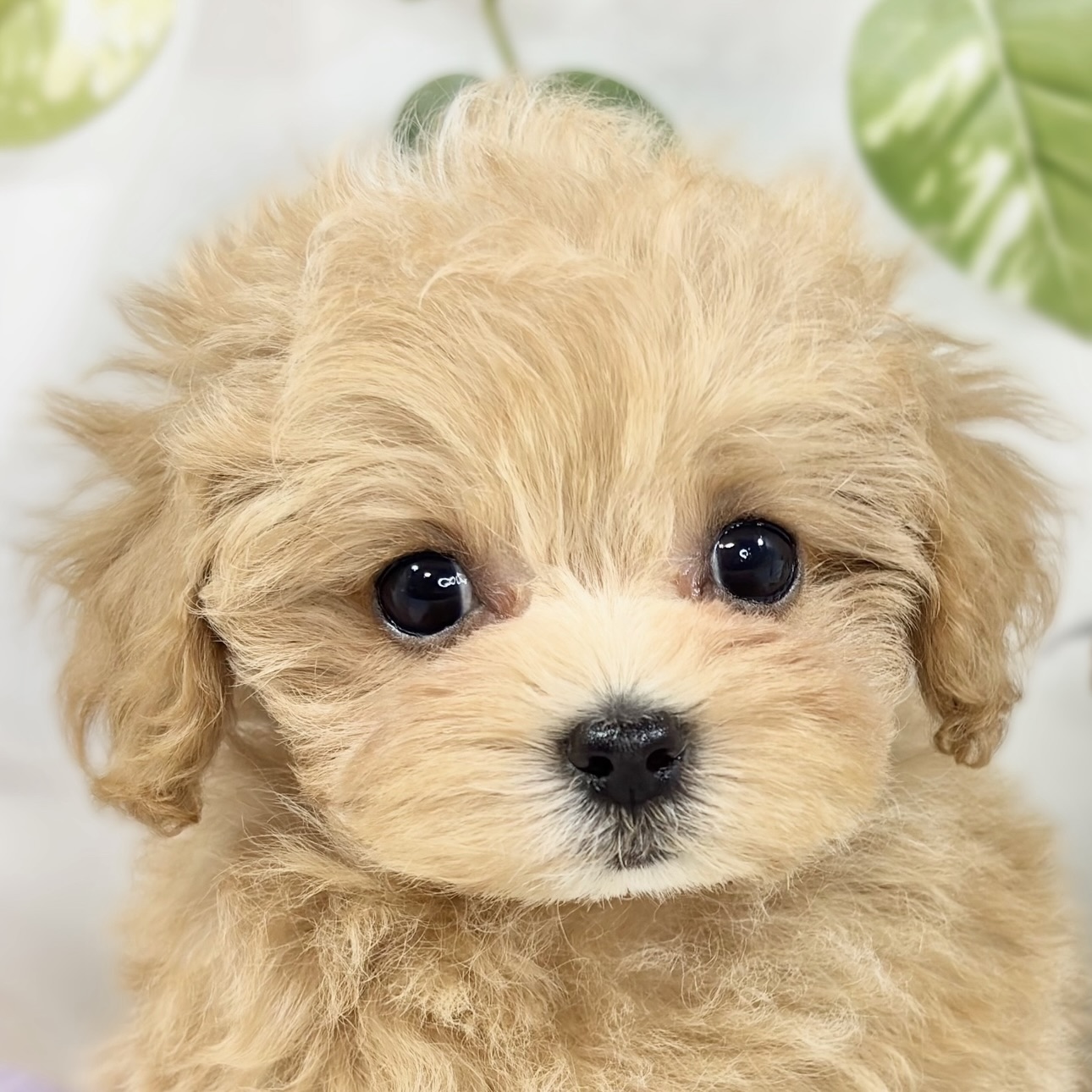 ハーフ犬女の子の写真