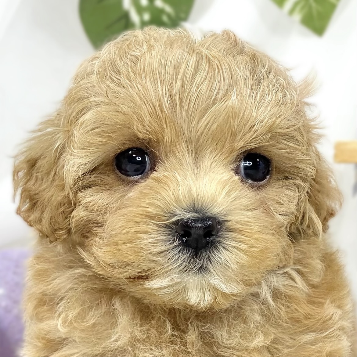 ハーフ犬女の子の写真