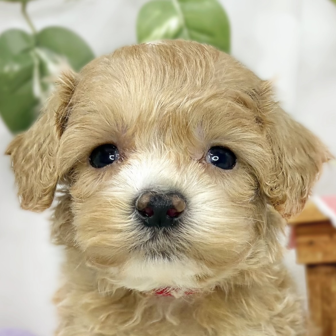 ハーフ犬男の子の写真