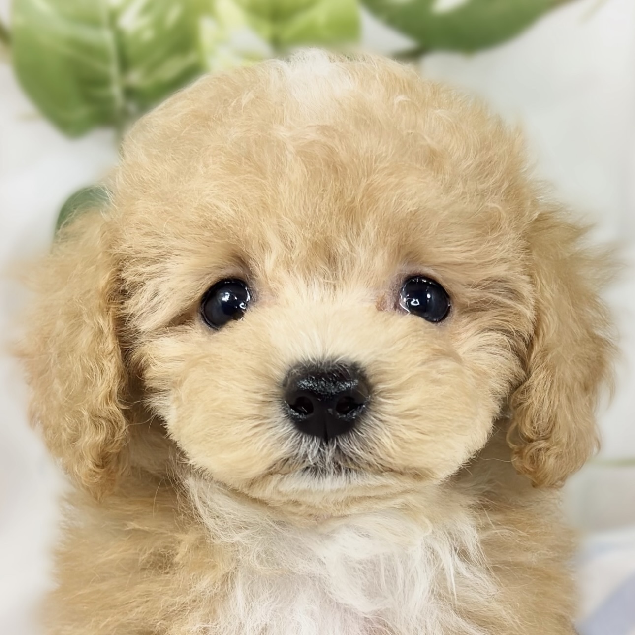 ハーフ犬男の子の写真