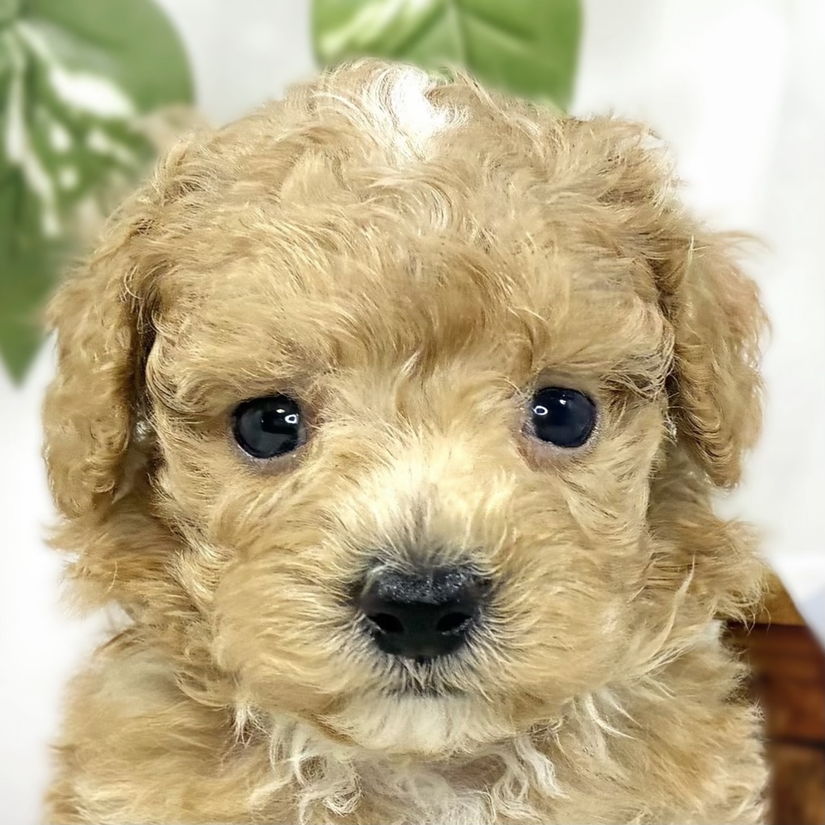 ハーフ犬男の子の写真