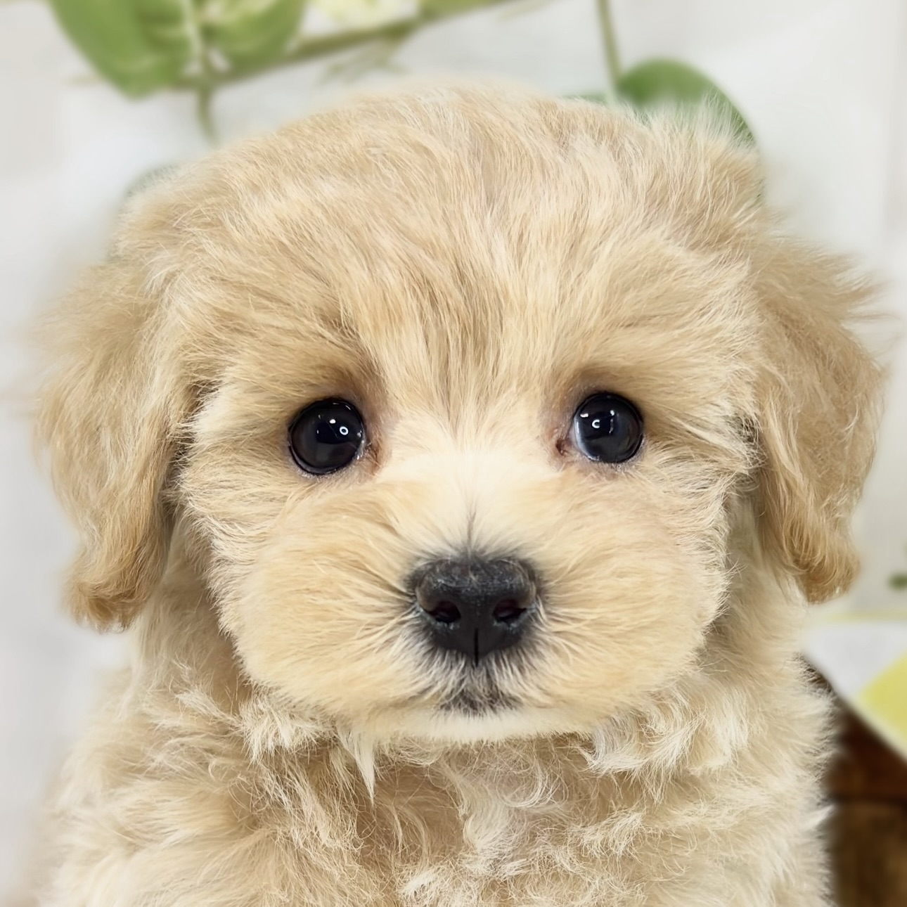ハーフ犬女の子の写真