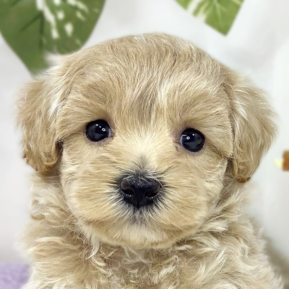 ハーフ犬女の子の写真