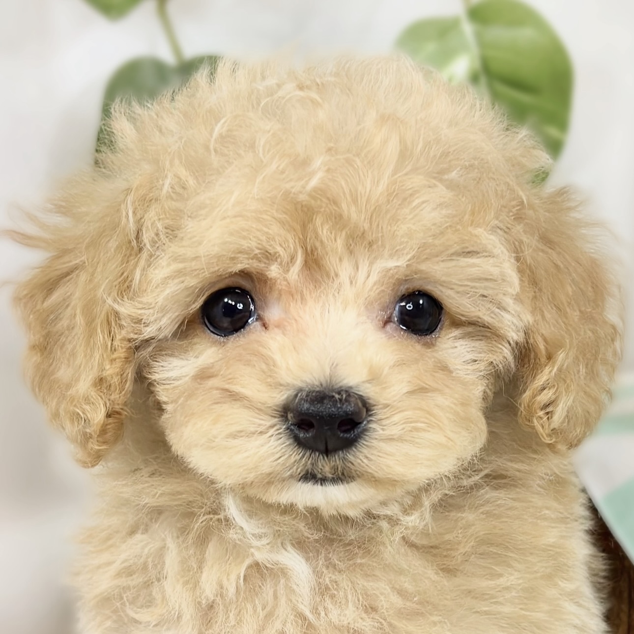 ハーフ犬女の子の写真