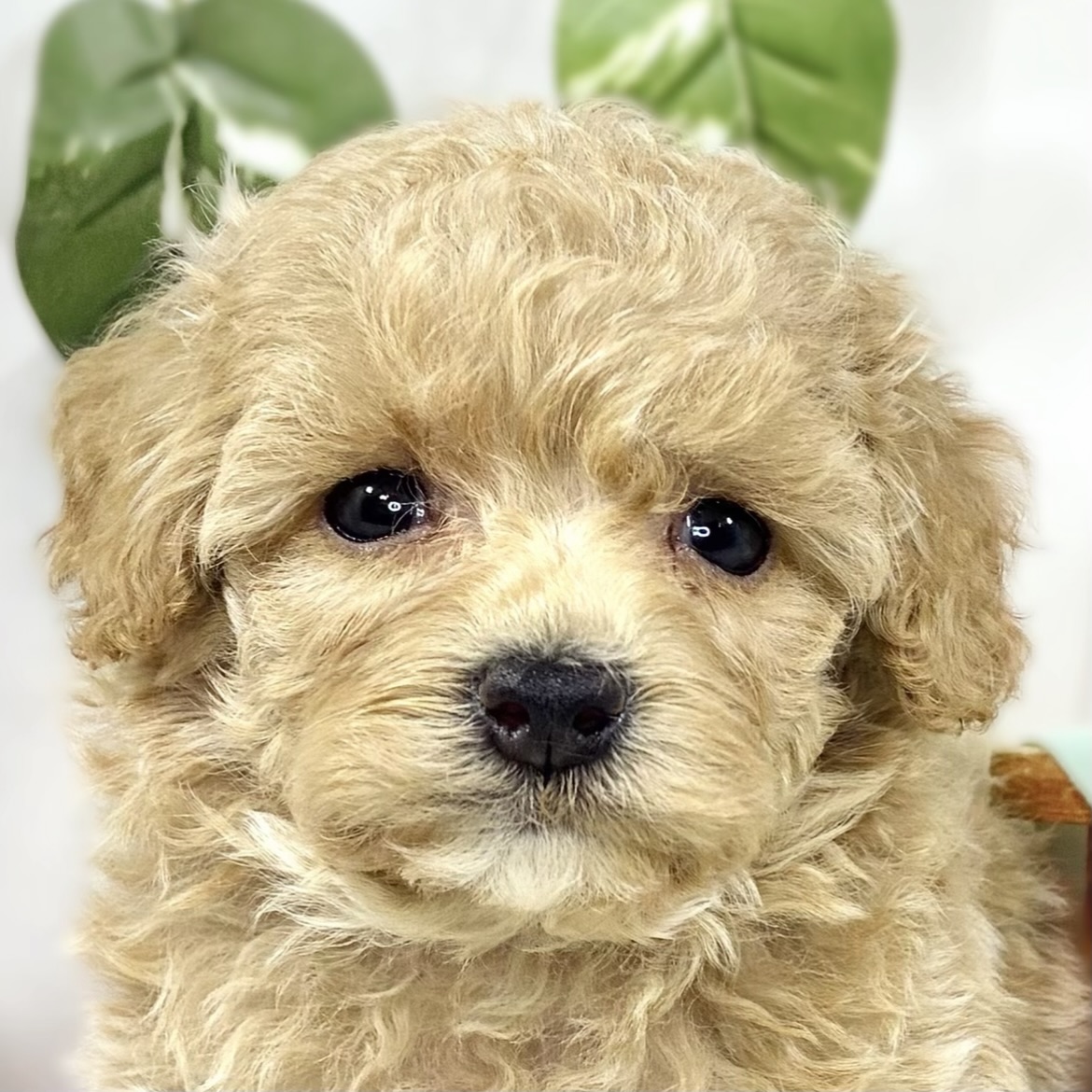 ハーフ犬女の子の写真
