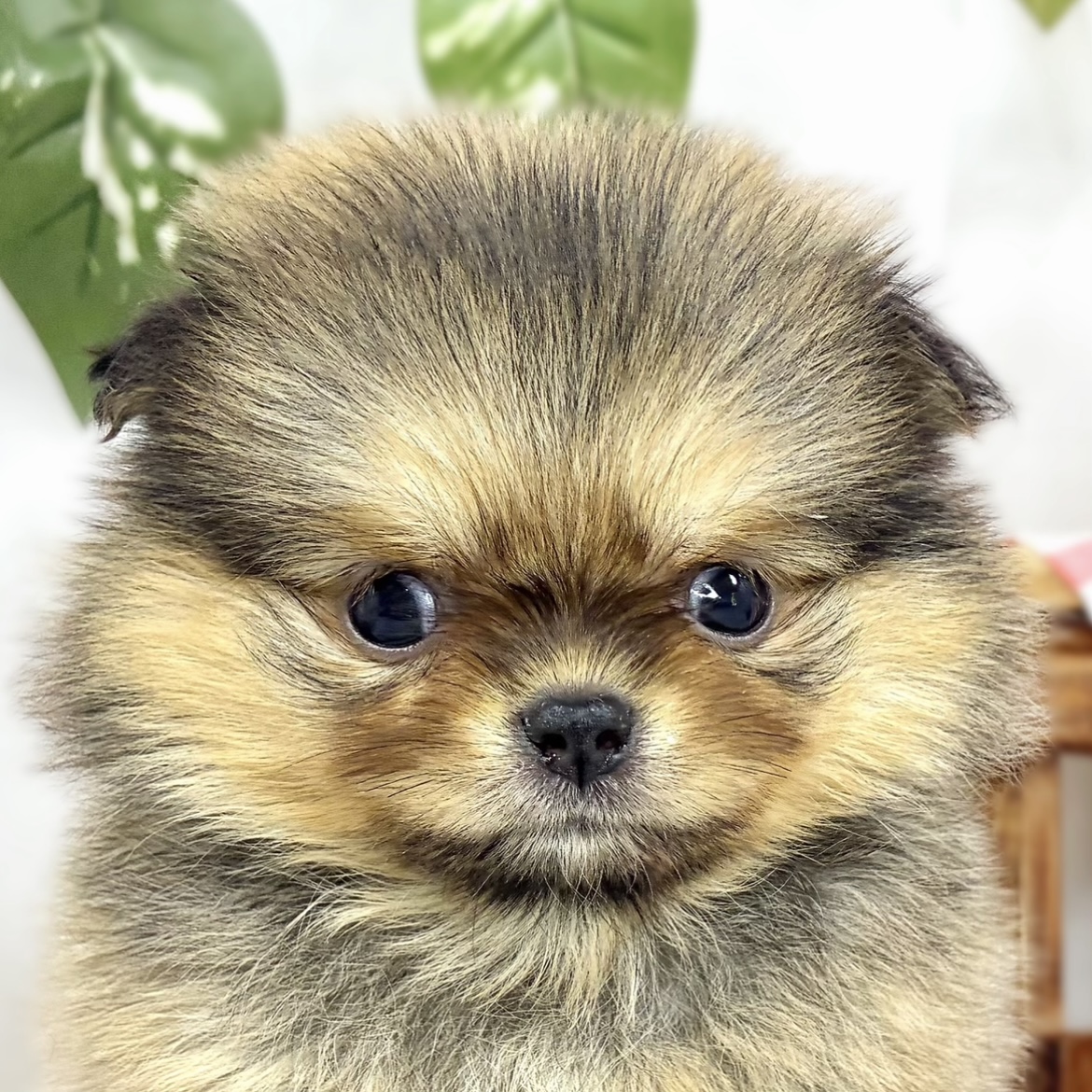 ハーフ犬女の子の写真