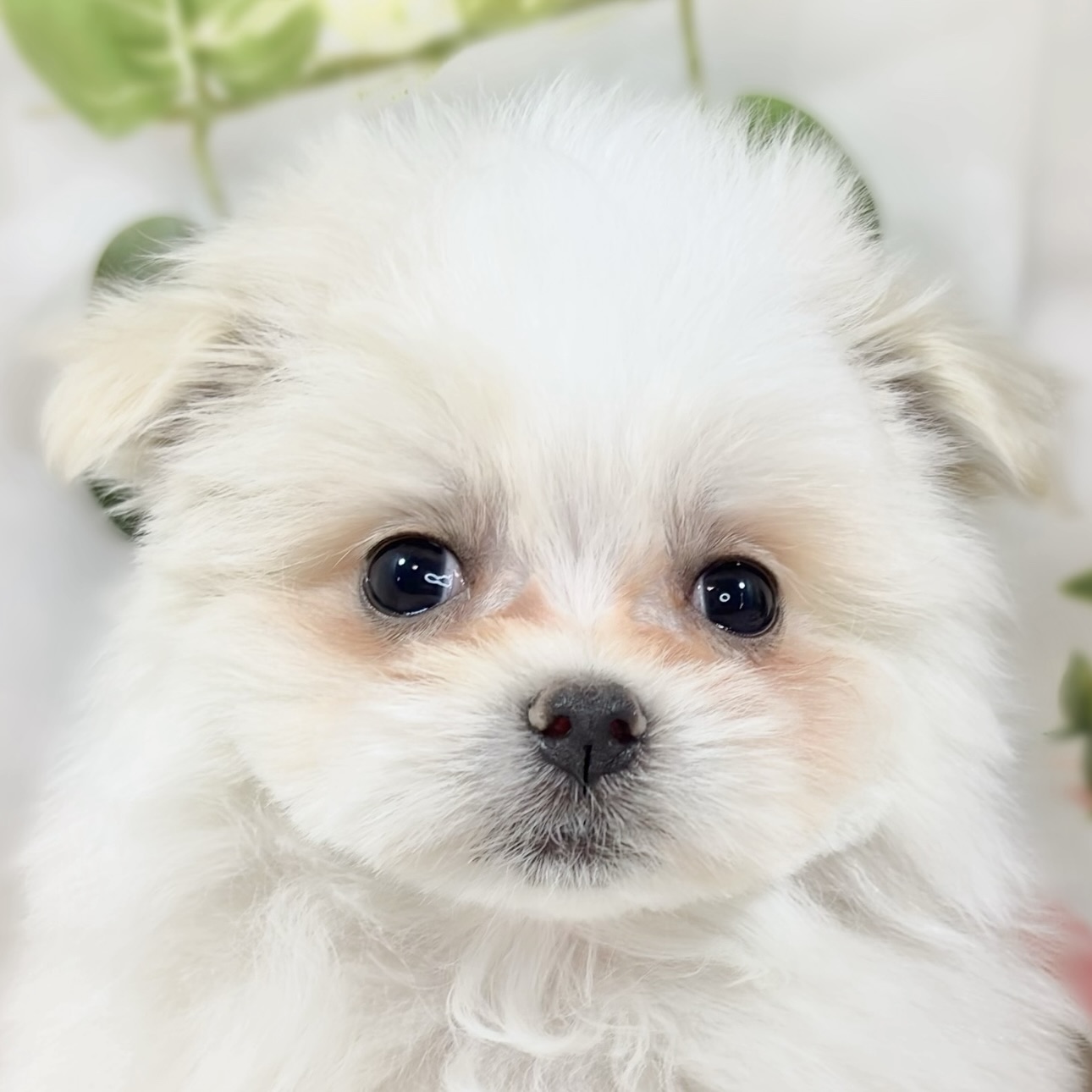 ハーフ犬女の子の写真