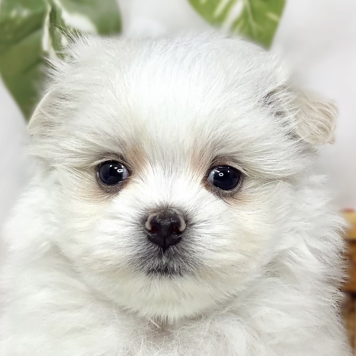 ハーフ犬女の子の写真