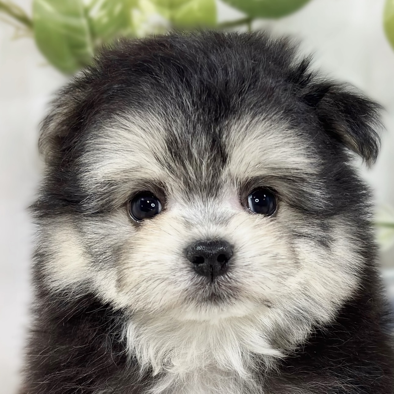 ハーフ犬男の子の写真