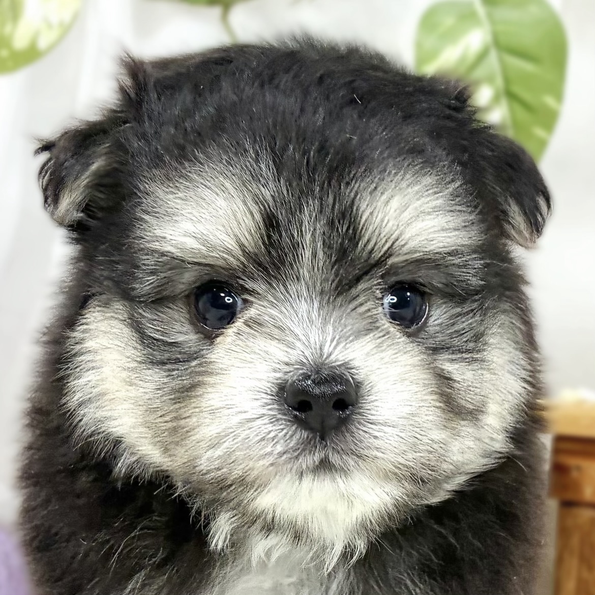 ハーフ犬男の子の写真