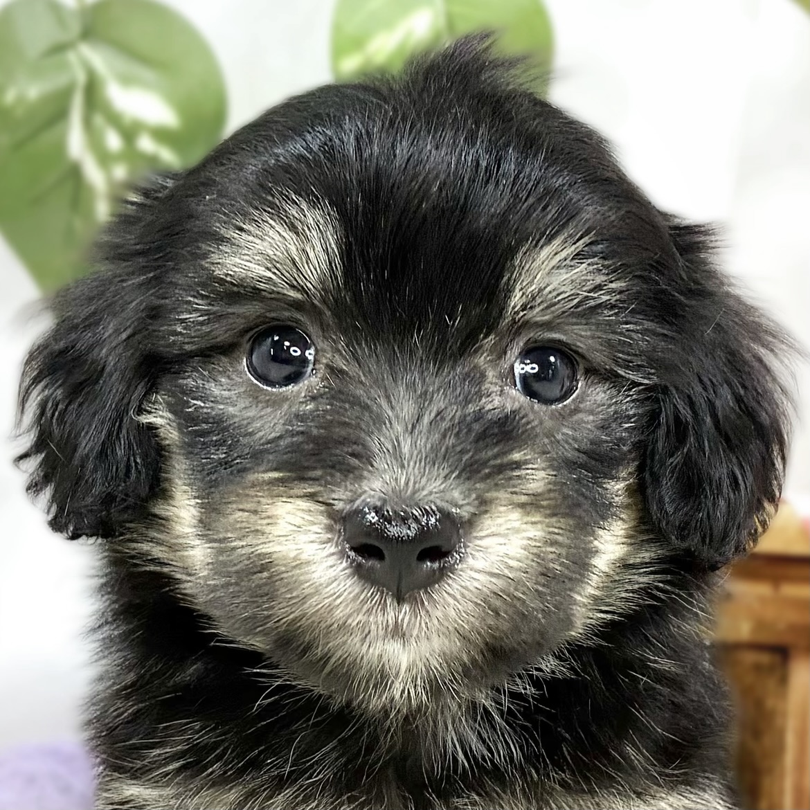 ハーフ犬女の子の写真