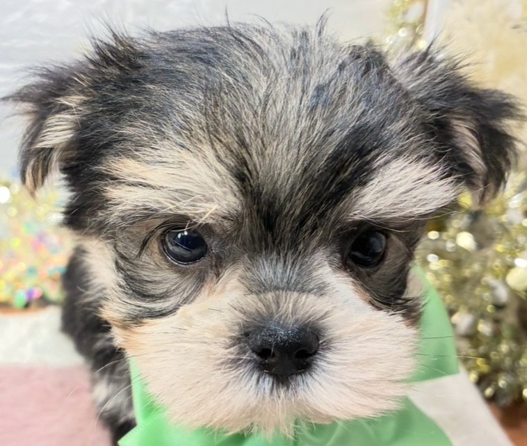 ハーフ犬男の子の写真