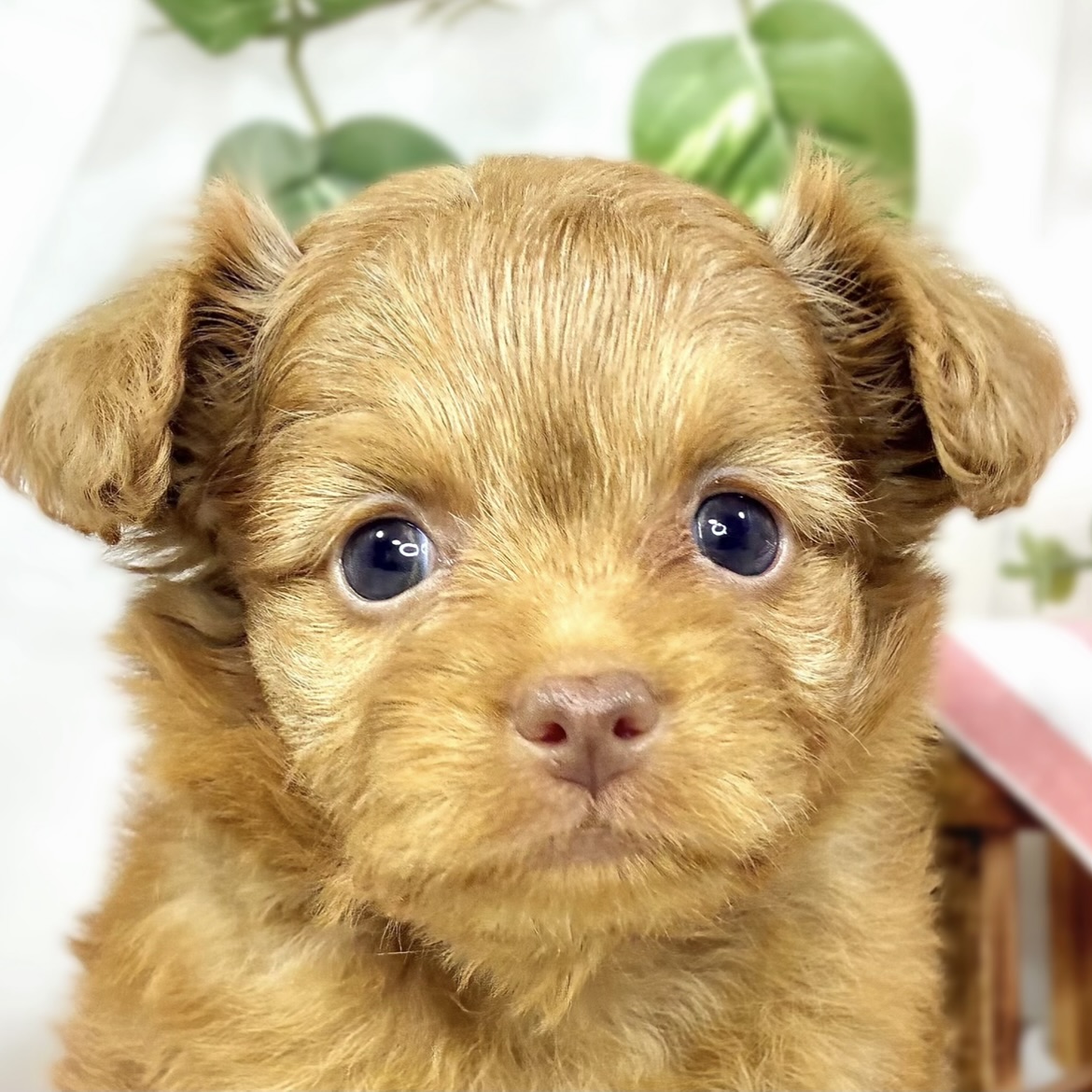 ハーフ犬女の子の写真