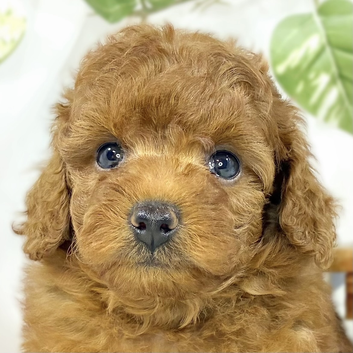 トイプードル女の子の写真