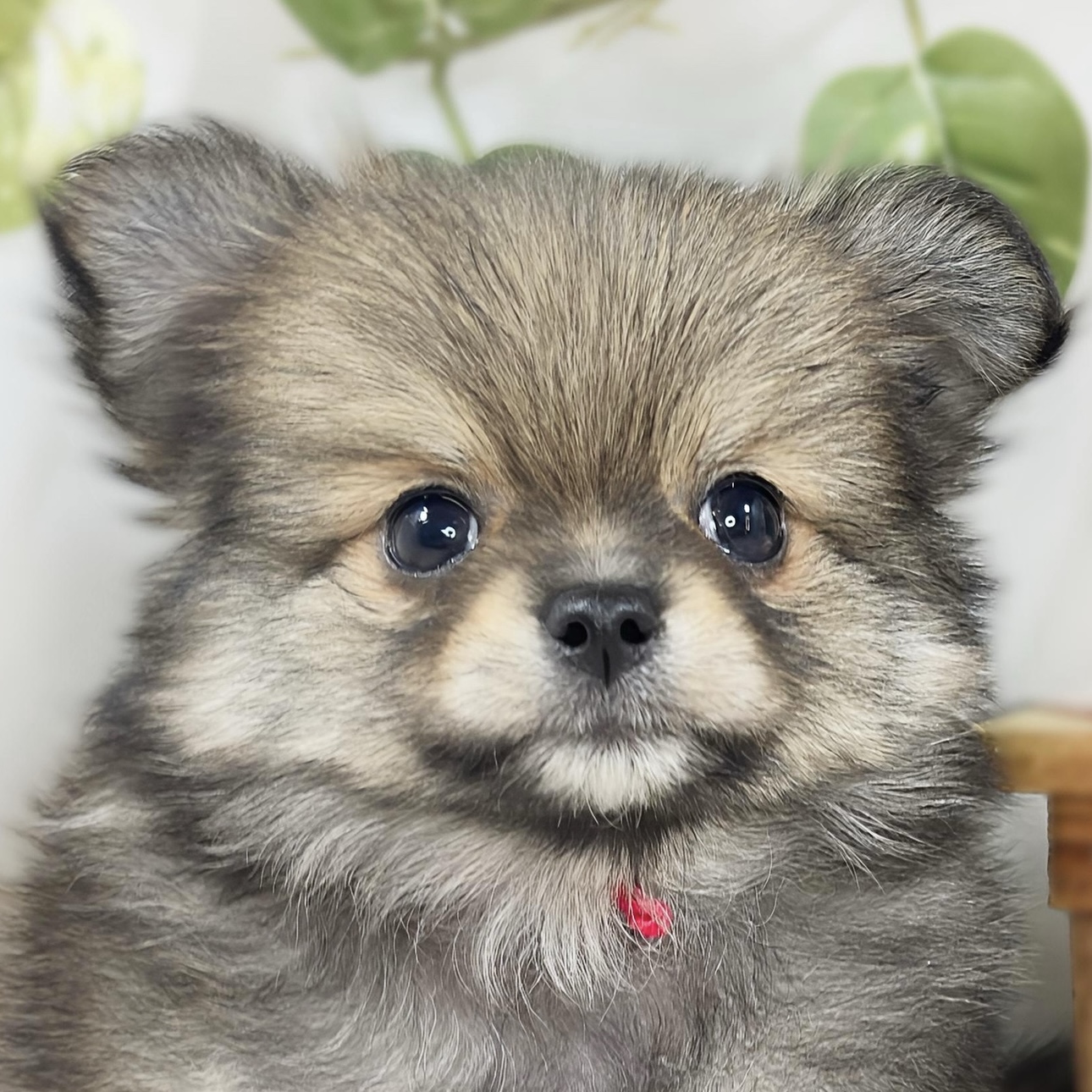 ハーフ犬女の子の写真