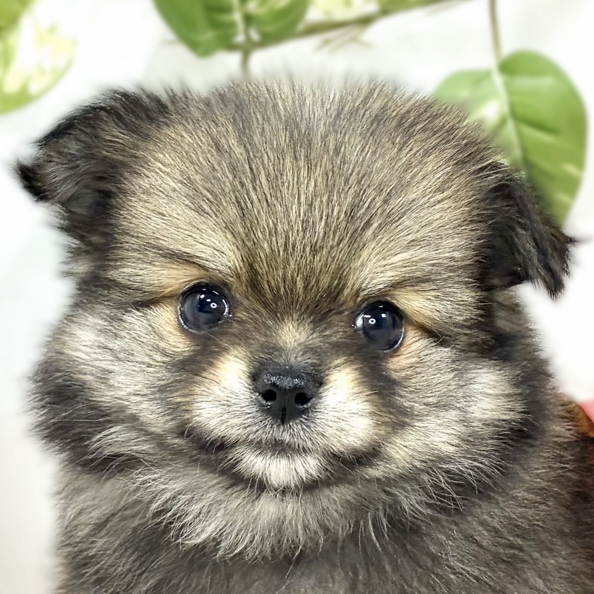 ハーフ犬女の子の写真