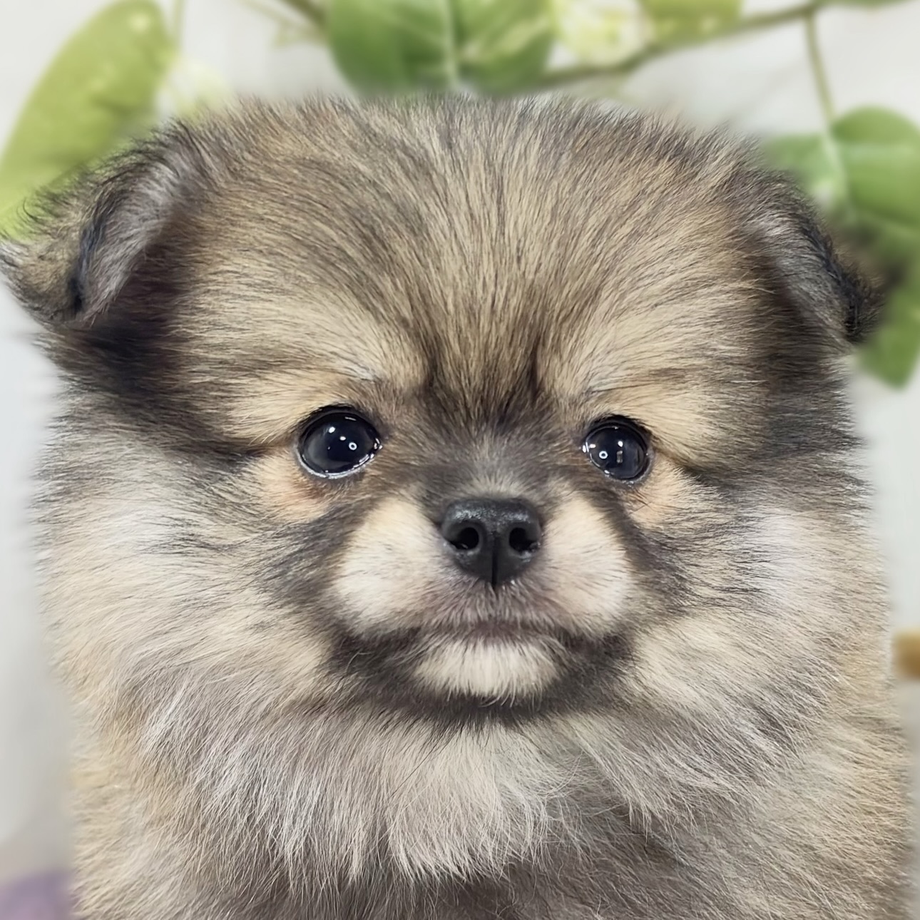 ハーフ犬女の子の写真
