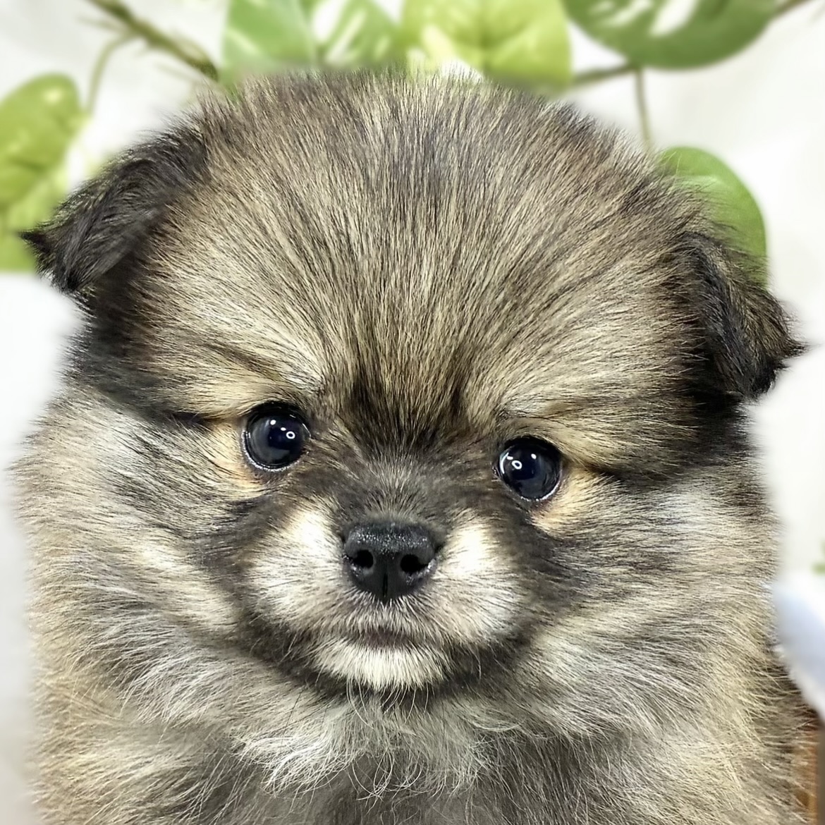 ハーフ犬女の子の写真