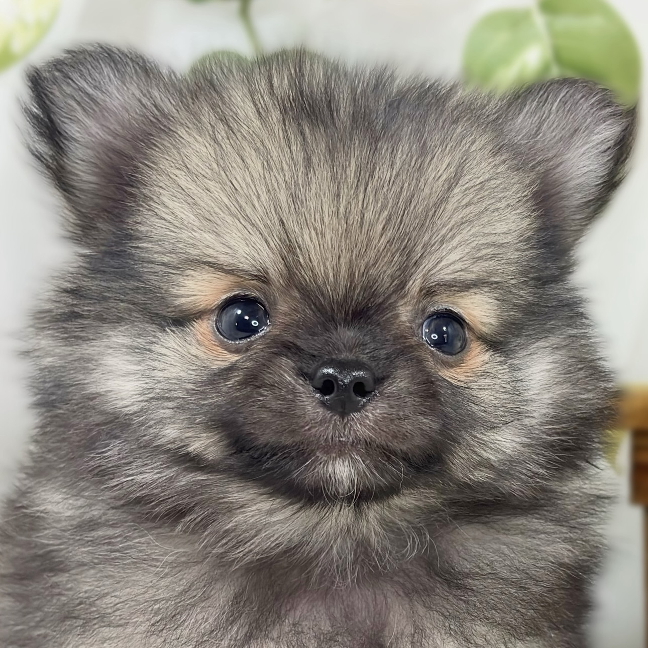 ハーフ犬男の子の写真