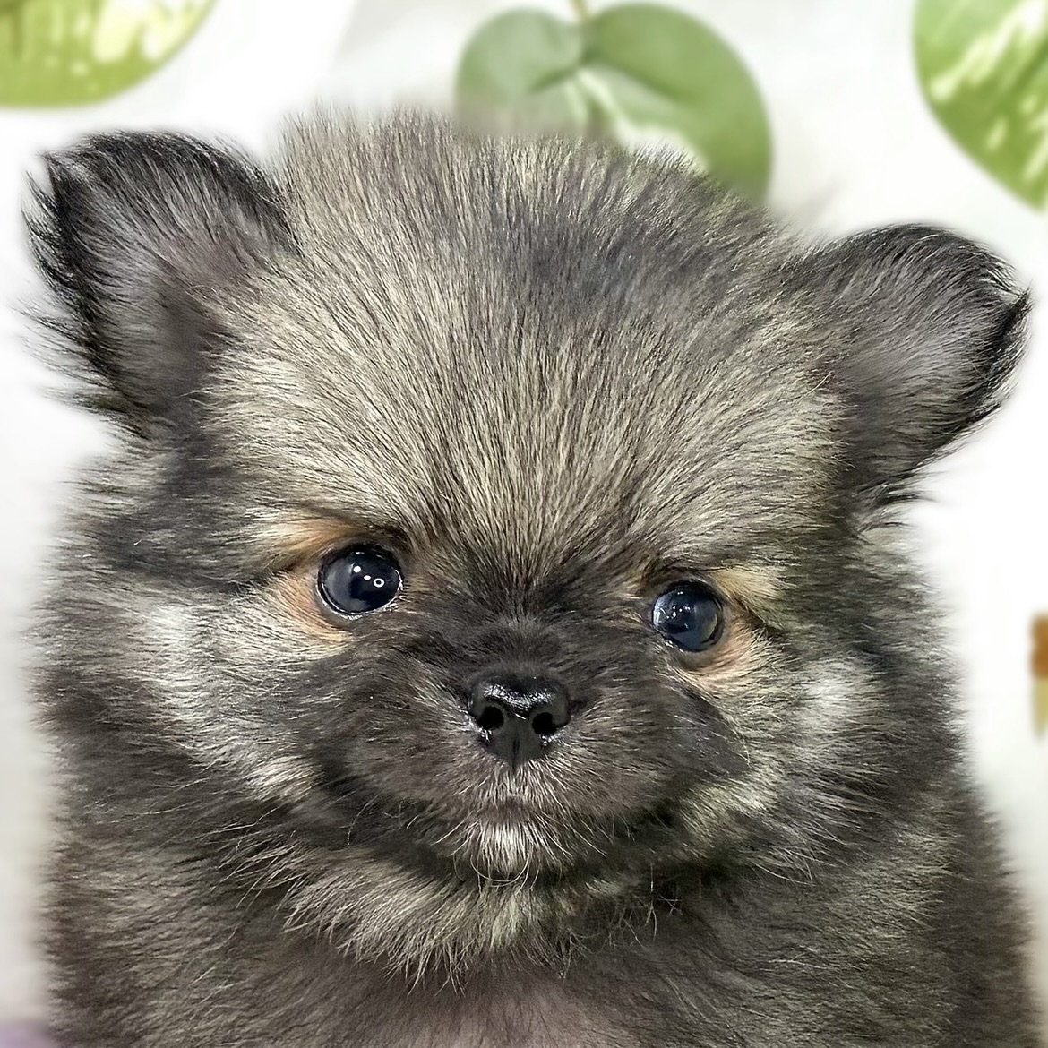 ハーフ犬男の子の写真