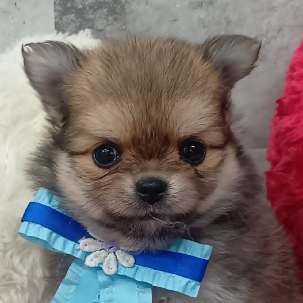 ハーフ犬女の子の写真