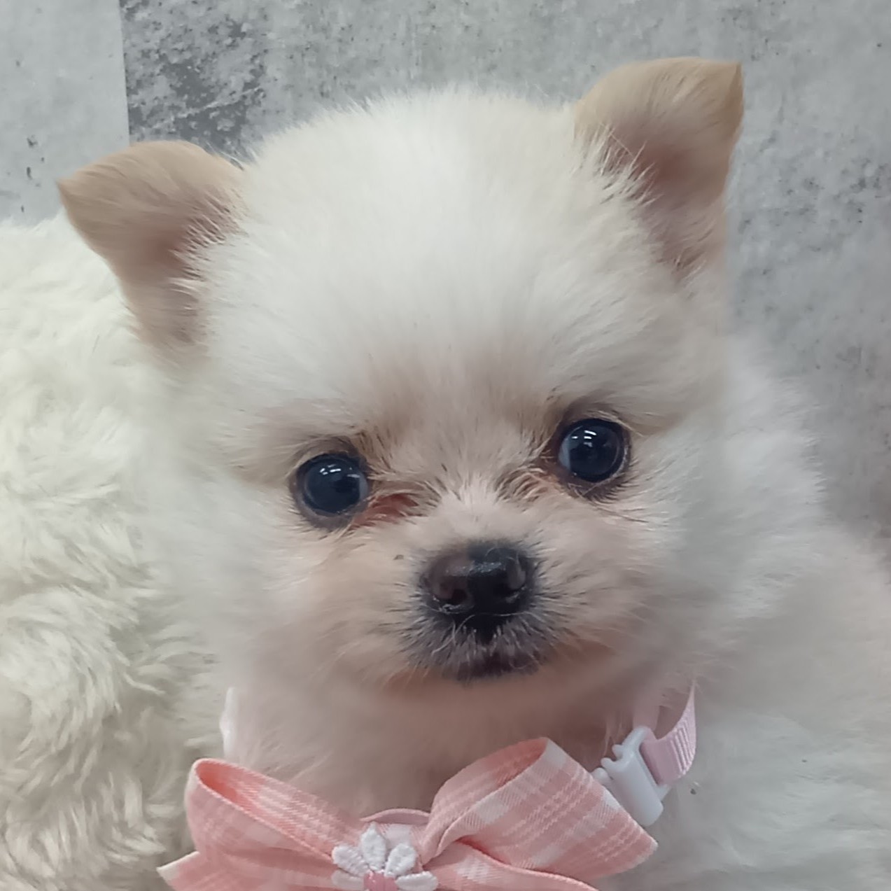ハーフ犬男の子の写真