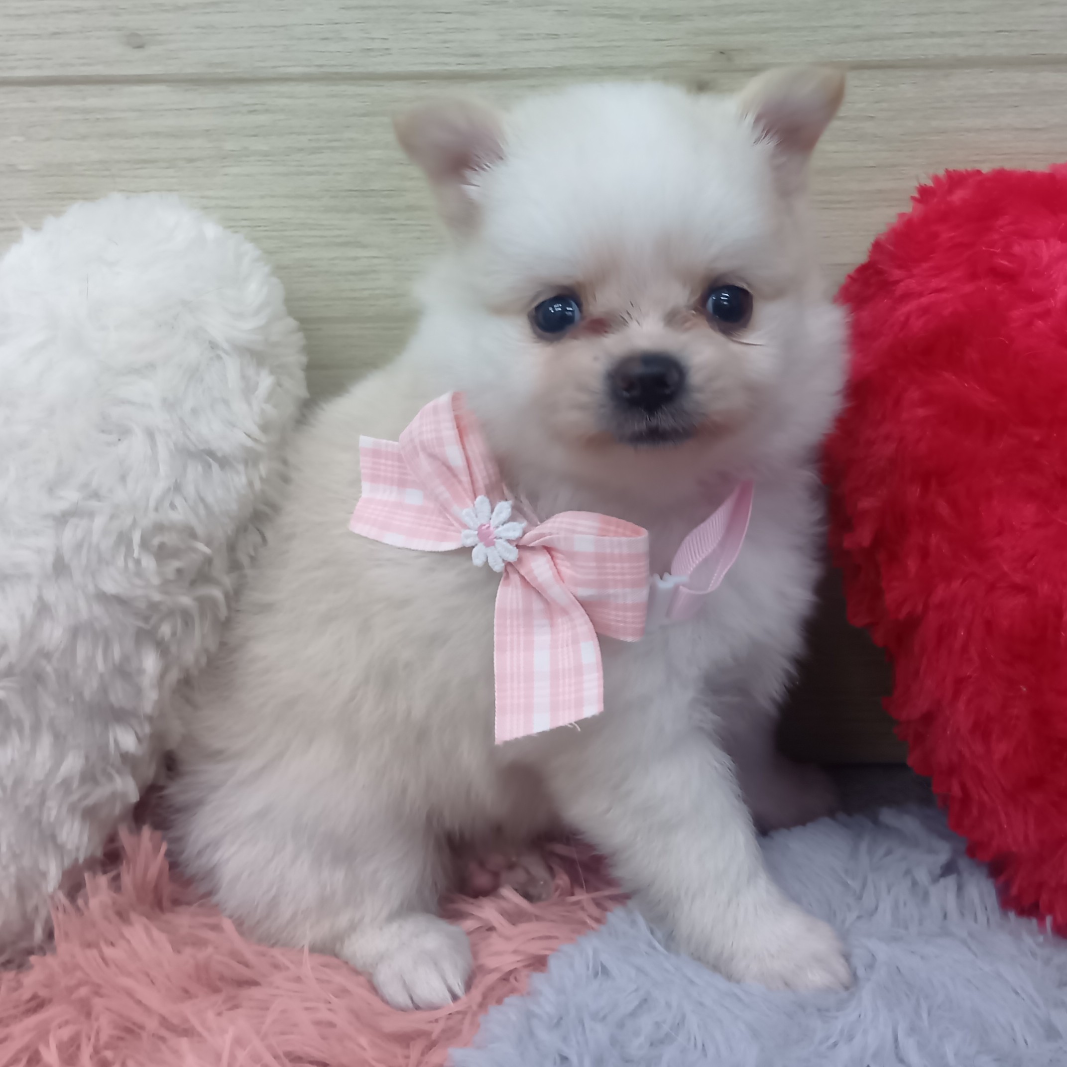 生体画像５