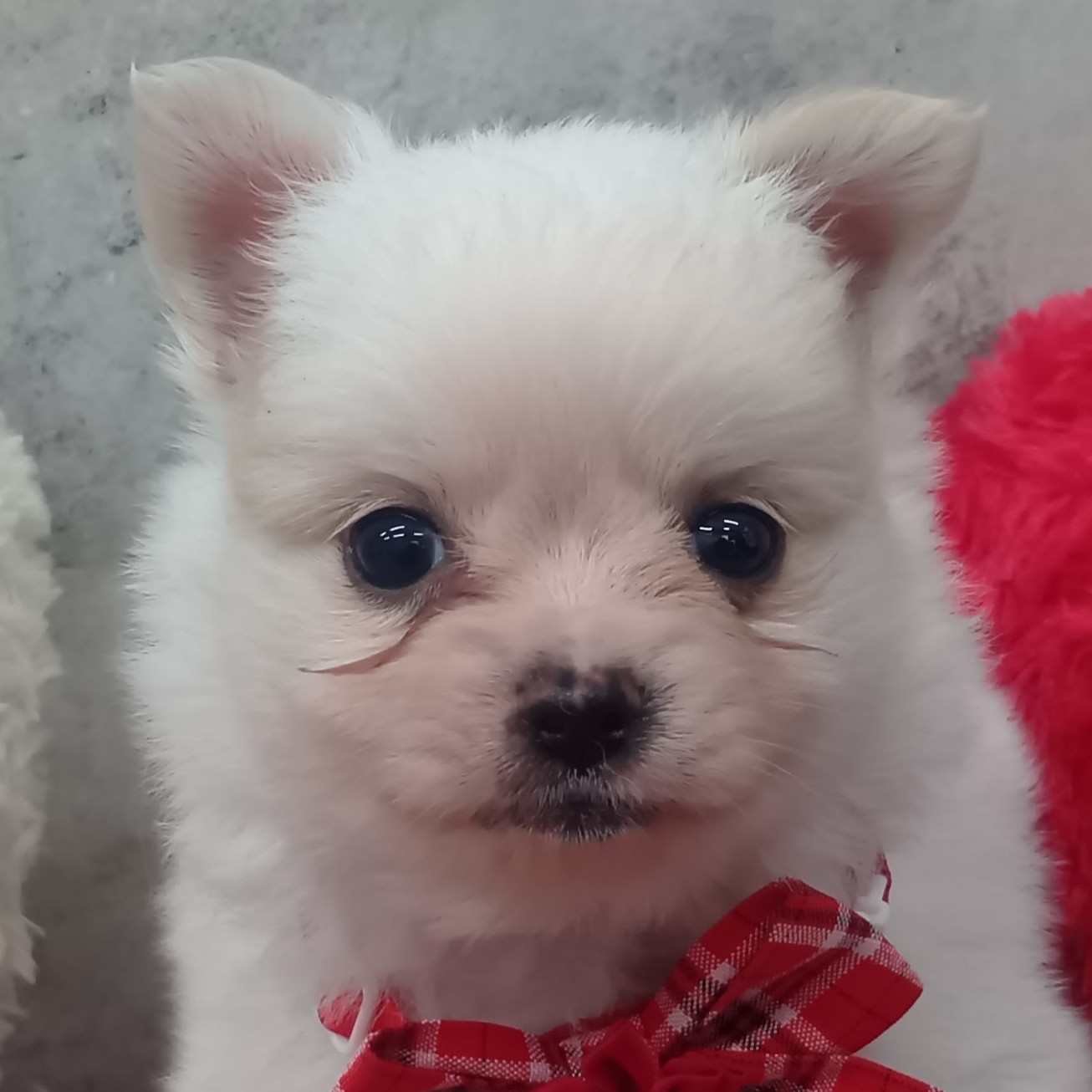 ハーフ犬男の子の写真