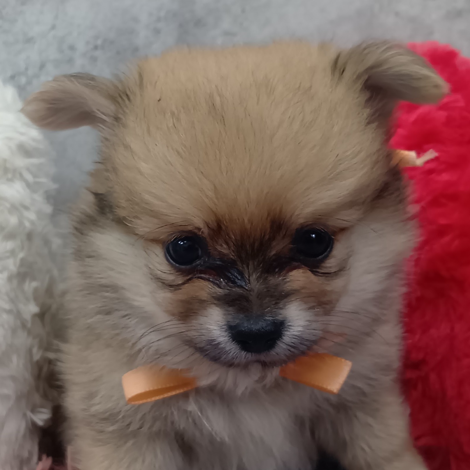 ハーフ犬男の子の写真