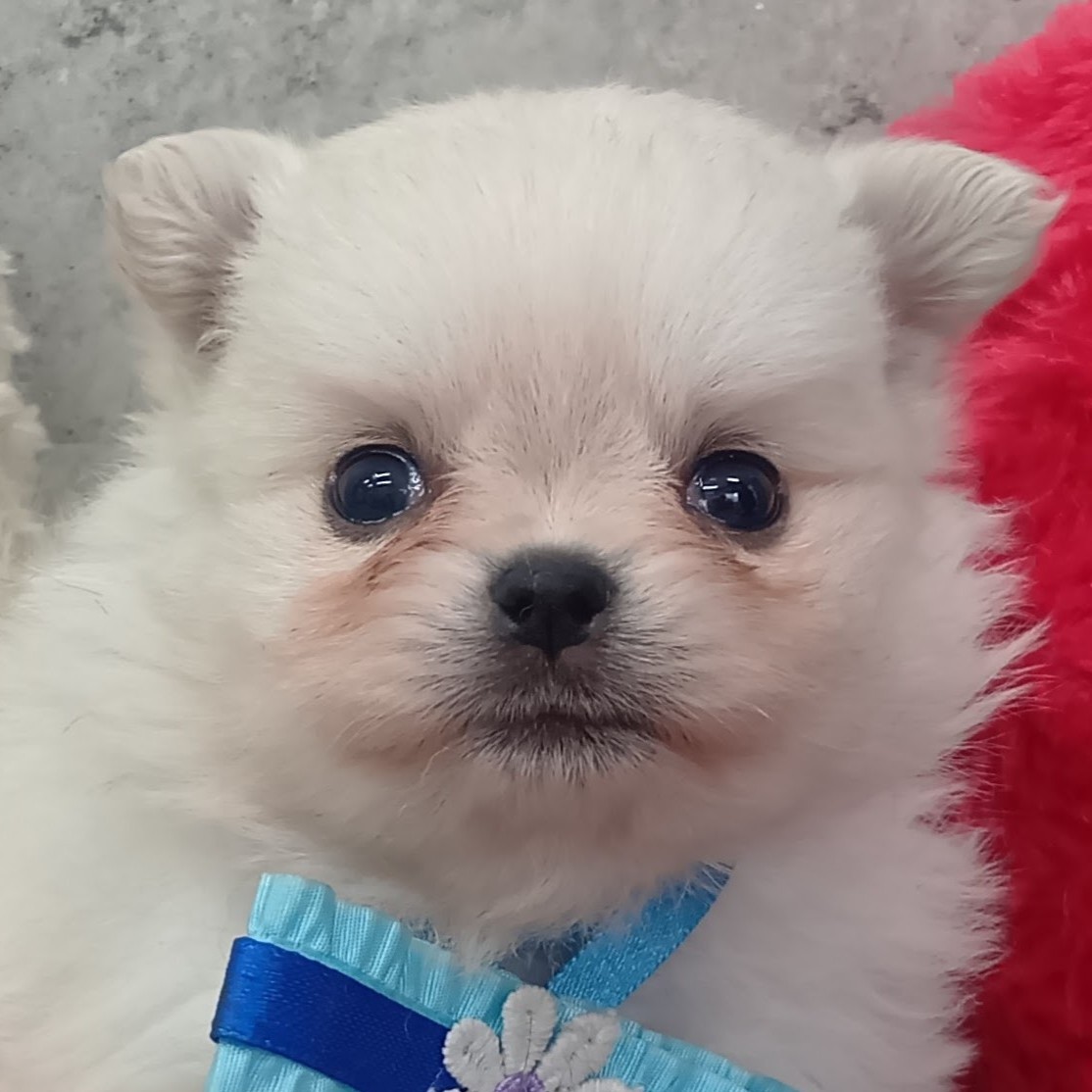 ハーフ犬女の子の写真