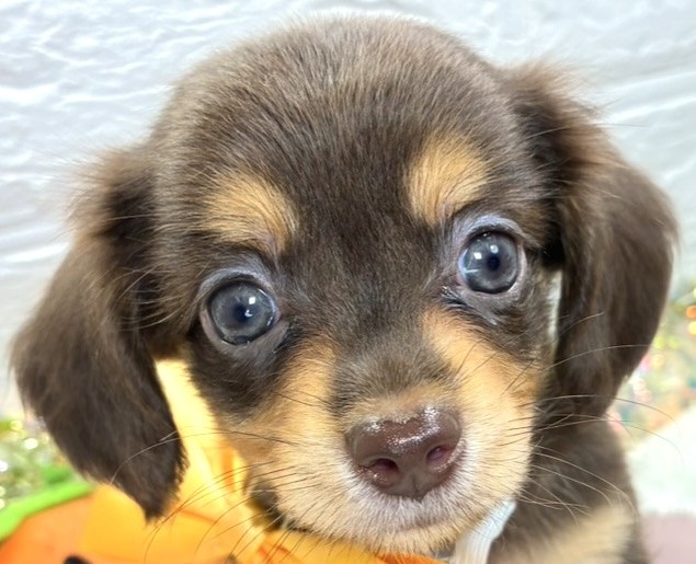 ハーフ犬男の子の写真
