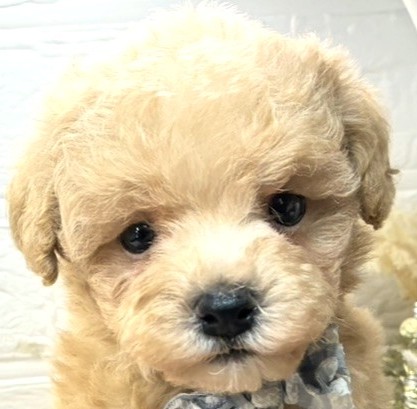 ハーフ犬男の子の写真