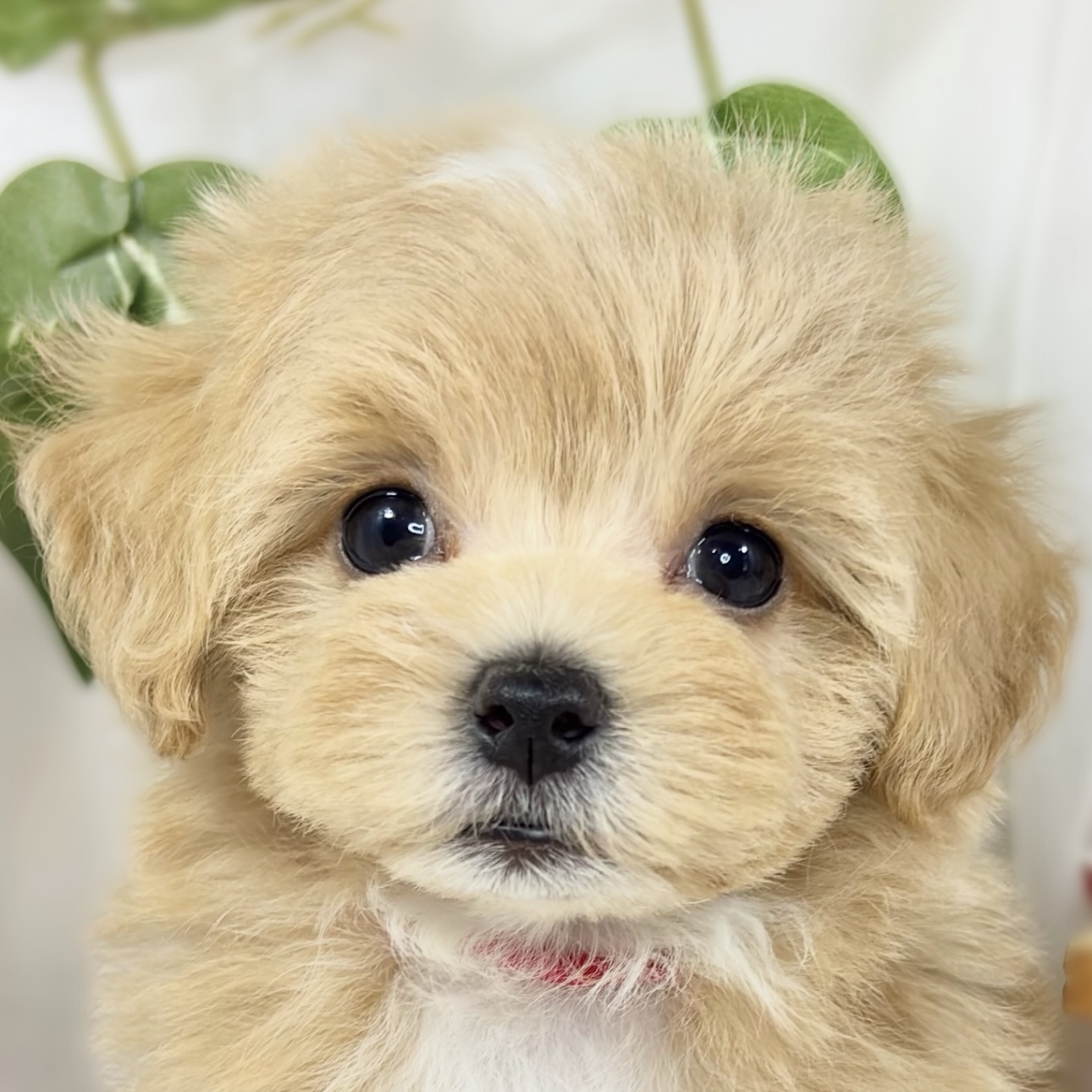 ハーフ犬女の子の写真